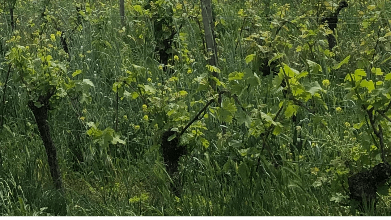 Wijngaard met groene druivenranken en gras, natuur bij alcoholvrije wijn | World of NIX