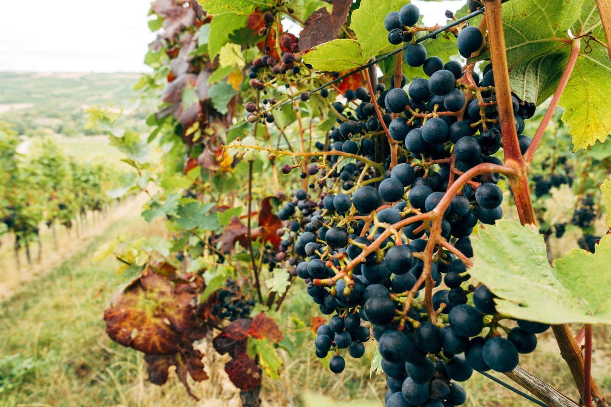 Rode druiven aan wijnrank in wijngaard, alcoholvrije wijn inspiratie | World of NIX