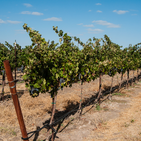 Een zonnige wijngaard met rijen wijnstokken, rijk aan bladeren, met een helderblauwe lucht op de achtergrond.