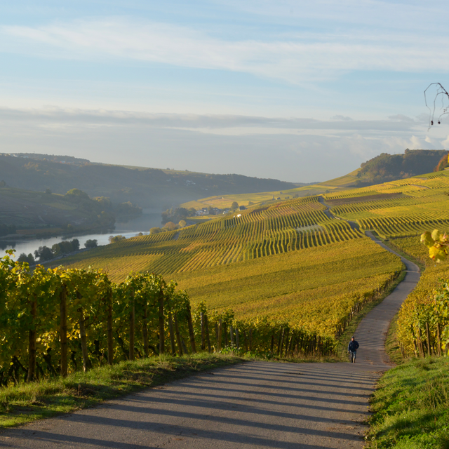 Weingut Apel - Rosé Sparkling