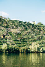 Leitz - Eins Zwei Zero Riesling - World of NIX
