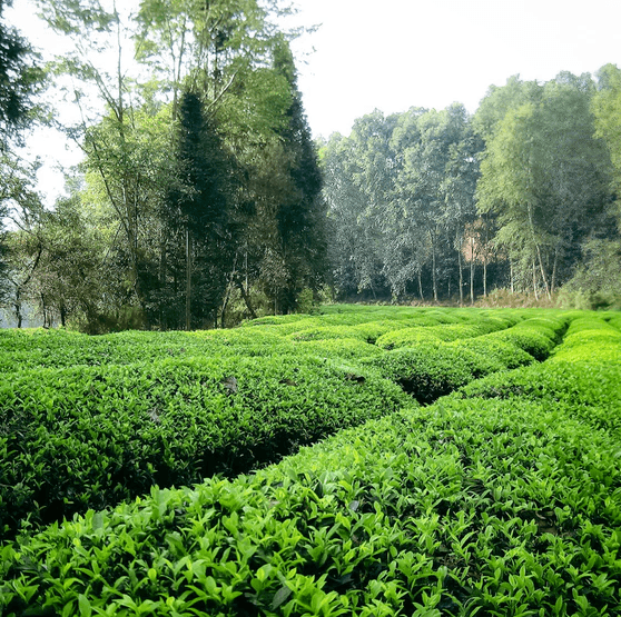 Saicho - Jasmine 200ml - World of NIX